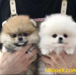Ayıcık Surat Boo Pomeranian Yavrular 1