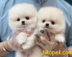 Ayıcık Surat Boo Pomeranian Yavrular 2