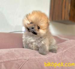 Ayıcık Surat Boo Pomeranian Yavrular 3