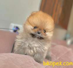 Ayıcık Surat Boo Pomeranian Yavrular