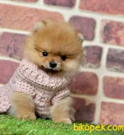 Orange Renk Ayıcık Surat Boo Pomeranian Yavrular 2