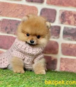 Orange Renk Ayıcık Surat Boo Pomeranian Yavrular 3