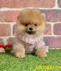 Orange Renk Ayıcık Surat Boo Pomeranian Yavrular 1