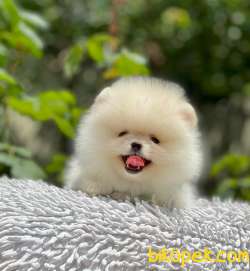 Teddy Face Boo Pomeranian Yavrular 3