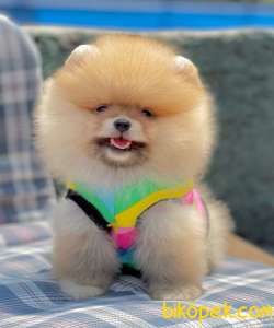 Ayıcık Surat Boo Pomeranian Yavrular 4