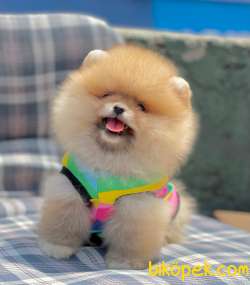 Ayıcık Surat Boo Pomeranian Yavrular 3