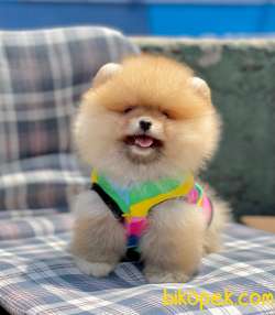 Ayıcık Surat Boo Pomeranian Yavrular 2
