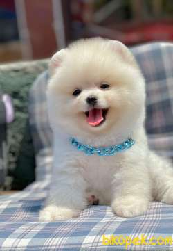 Ayıcık Surat Boo Pomeranian Yavrular 3