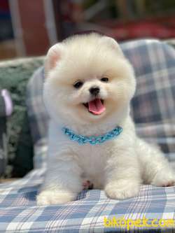 Ayıcık Surat Boo Pomeranian Yavrular 1
