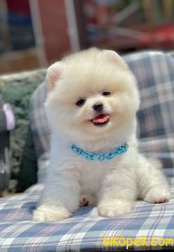 Ayıcık Surat Boo Pomeranian Yavrular 2