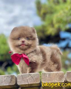 Ayıcık Surat Boo Pomeranian Yavrular 3