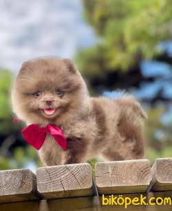 Ayıcık Surat Boo Pomeranian Yavrular 2