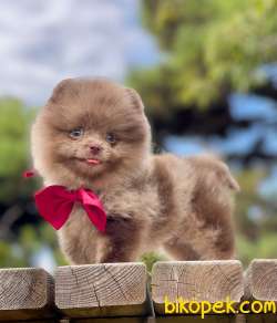 Ayıcık Surat Boo Pomeranian Yavrular 4