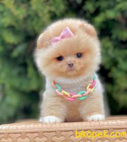 Teddy Face Pomeranian Mini Yavrular 2