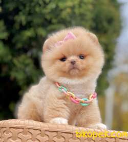 Teddy Face Pomeranian Mini Yavrular 4