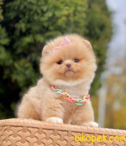 Teddy Face Pomeranian Mini Yavrular 1