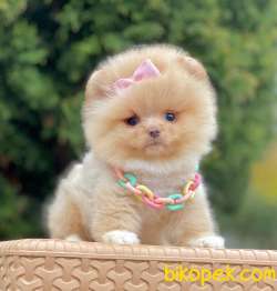 Teddy Face Pomeranian Mini Yavrular 3