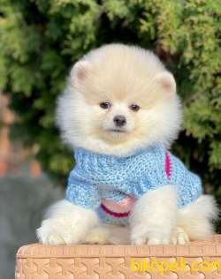 Ayıcık Surat Boo Pomeranian Yavrular 3