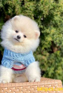 Ayıcık Surat Boo Pomeranian Yavrular 4