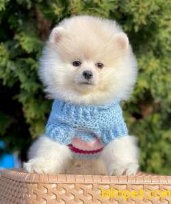 Ayıcık Surat Boo Pomeranian Yavrular 1