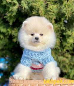 Ayıcık Surat Boo Pomeranian Yavrular 2