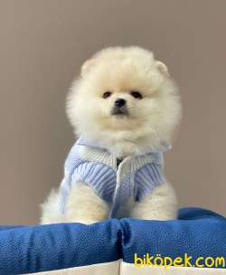 Tüy Dökmeyen Boo Pomeranian Yavrular 3