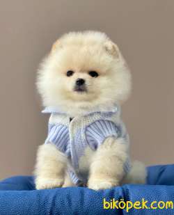 Tüy Dökmeyen Boo Pomeranian Yavrular 2