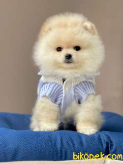 Tüy Dökmeyen Boo Pomeranian Yavrular 4