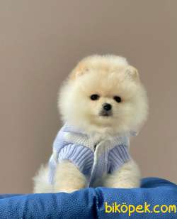 Tüy Dökmeyen Boo Pomeranian Yavrular 1