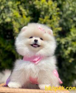 Irkının En Güzel  Boo Pomeranian Yavrular 4
