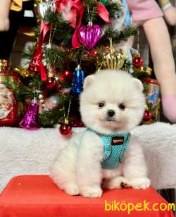 Ayıcık Surat Boo Pomeranian Yavrular 2