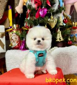 Ayıcık Surat Boo Pomeranian Yavrular 3