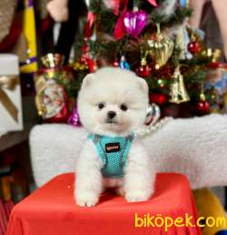 Ayıcık Surat Boo Pomeranian Yavrular 4