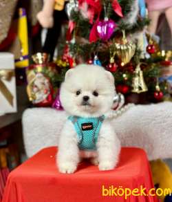 Ayıcık Surat Boo Pomeranian Yavrular 1