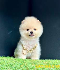 Ayıcık Surat Boo Pomeranian Yavrular 4