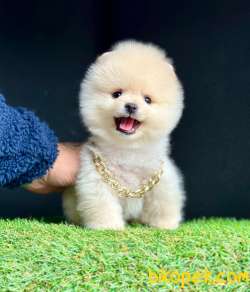 Ayıcık Surat Boo Pomeranian Yavrular