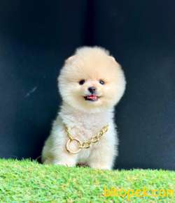 Ayıcık Surat Boo Pomeranian Yavrular 3