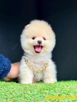 Ayıcık Surat Boo Pomeranian Yavrular 2
