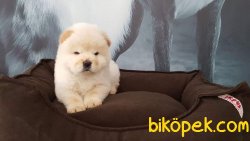 AYICIK SURAT CHOW CHOW YAVRULARI 3