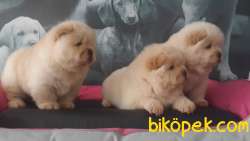 AYICIK SURAT CHOW CHOW YAVRULARIMIZ 2