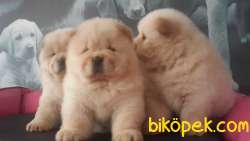 AYICIK SURAT CHOW CHOW YAVRULARIMIZ 1