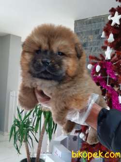 AYICIK SURAT CHOW CHOW YAVRULARIMIZ 1