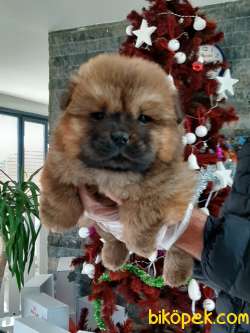 AYICIK SURAT CHOW CHOW YAVRULARIMIZ 4