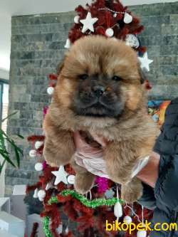 AYICIK SURAT CHOW CHOW YAVRULARIMIZ 3