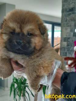 AYICIK SURAT CHOW CHOW YAVRULARIMIZ 2