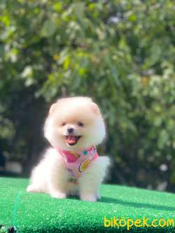 Ayıcık Surat Dişi Pomeranian Boo Yavrumuz 4