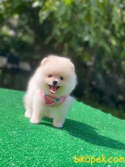 Ayıcık Surat Dişi Pomeranian Boo Yavrumuz 3