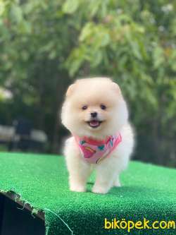 Ayıcık Surat Dişi Pomeranian Boo Yavrumuz 2