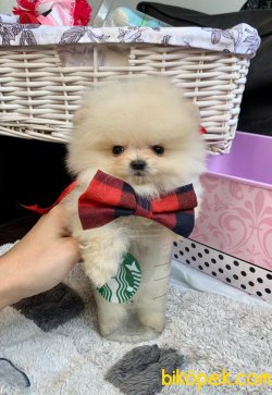 Ayıcık Surat Mini Boy Boo Pomeranian Yavrular 2
