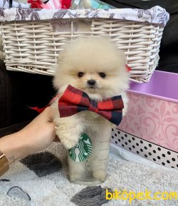 Ayıcık Surat Mini Boy Boo Pomeranian Yavrular 3